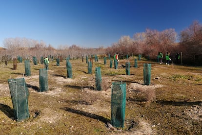 Repoblación de bosque de ribera en el parque regional del Sureste (Madrid).