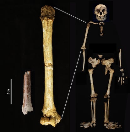 El fragmento de húmero de Mata Menge (izquierda) mostrado a la misma escala que el húmero de 'Homo floresiensis' de Liang Bua.