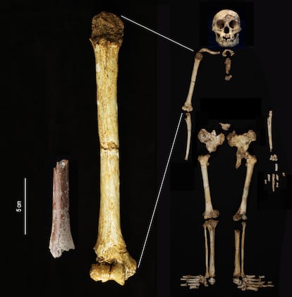 The humerus fragment from Mata Menge (left) shown at the same scale as the humerus of 'Homo floresiensis' from Liang Bua.