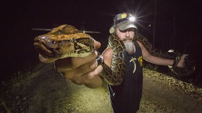 Dusty Crum, conhecido como 'The Wildman', O Selvagem, mostra um exemplar recém-capturado de píton birmanesa