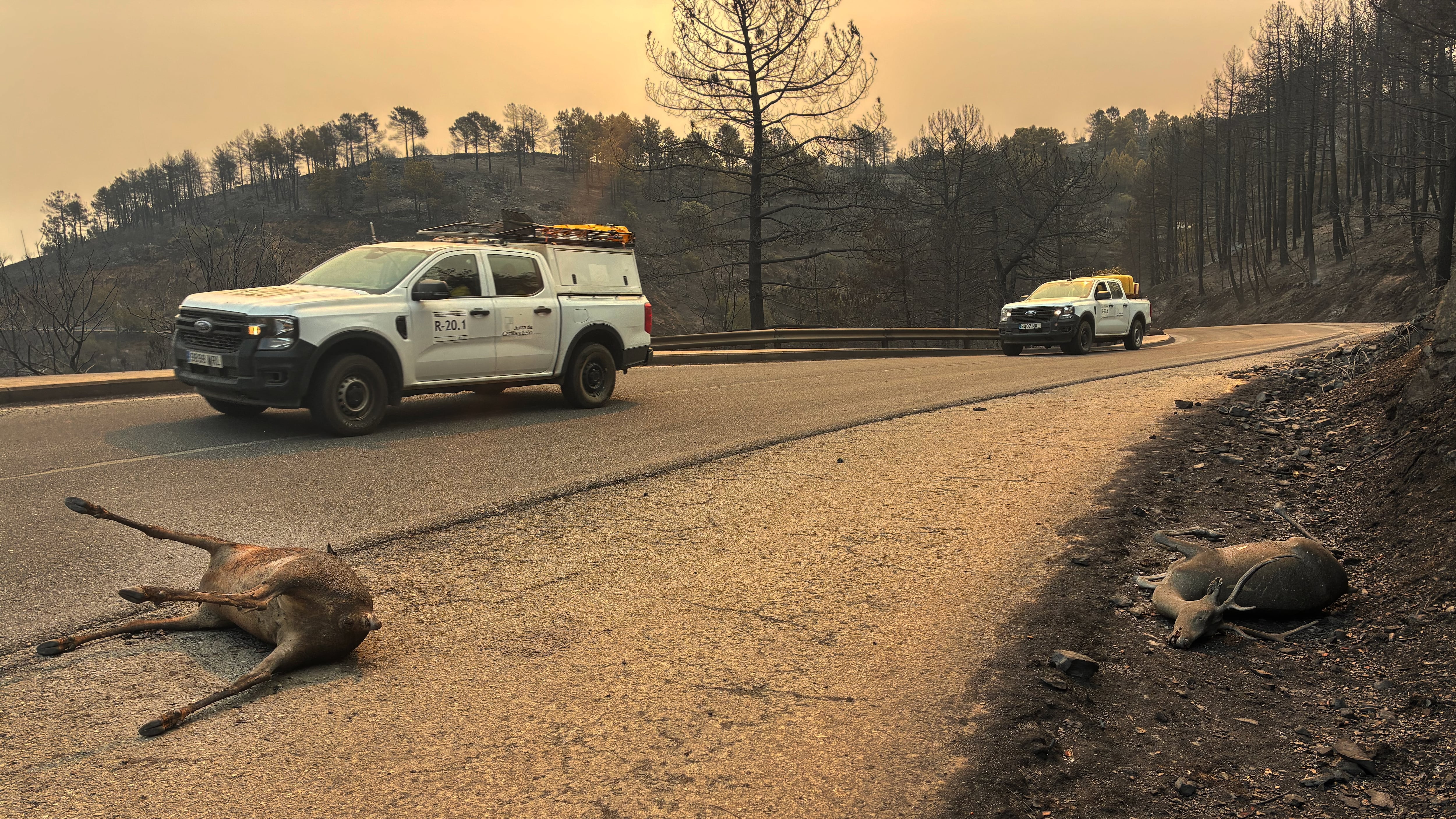 Fuego, ira y bomberos desbordados en el valle de Iruelas (Ávila): “Era una columna de humo negro como si quemaran neumáticos”