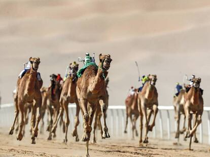 Carrera de camellos robotizados