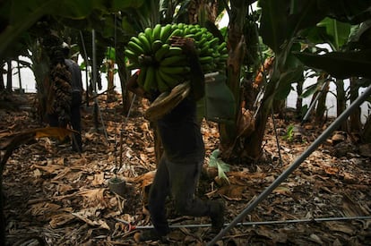 Un agricultor retira un racimo de plátanos antes de que la lava llegue a la plantación el pasado 23 de septiembre en Tazacorte, La Palma.