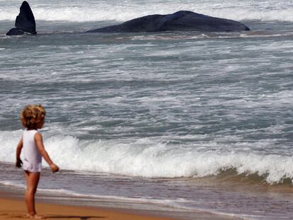 Un cachalote varado en Zarautz
