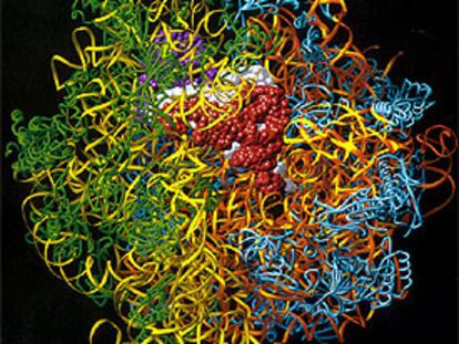 Ribosoma en el momento en que produce una proteína, imagen generada por ordenador, tomada del libro 'ADN'.