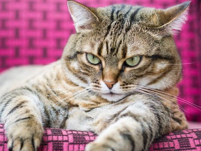 Nadie entiende a un gato gordo (ni siquiera su dueño)