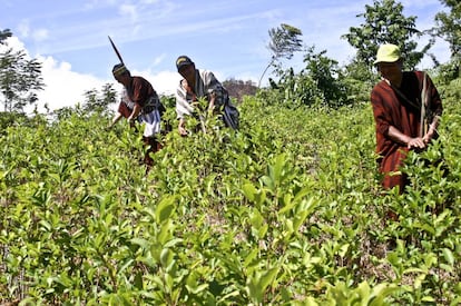  Ind&iacute;genas ash&aacute;ninkas cosechan hojas de coca en el distrio de Pichari, en el centro de Per&uacute;.