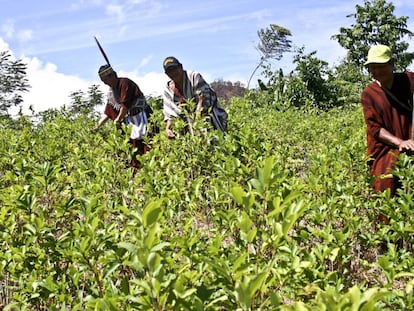  Ind&iacute;genas ash&aacute;ninkas cosechan hojas de coca en el distrio de Pichari, en el centro de Per&uacute;.