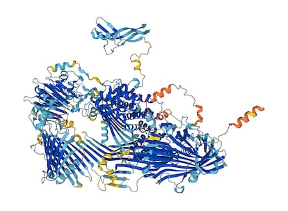 Predicción de AlphaFold de la estructura de la vitelogenina, una proteína esencial para todos los animales que ponen huevos.
