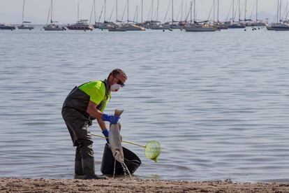 Desde este lunes agentes medioambientales recogen peces y crustáceos muertos en las playas murcianas. En la imagen, trabajos de limpieza en la playa de San Pedro de Pinatar (Murcia).