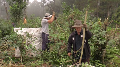 Trabajadores cosechan yerba mate en la comunidad rural de Passo do Meio, en el Estado de Paraná (Brasil).