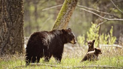 Una hembra de oso negro con sus crías en un parque nacional de EE UU.