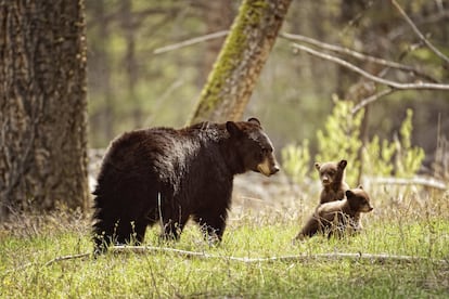 Una hembra de oso negro con sus crías en un parque nacional de EE UU.