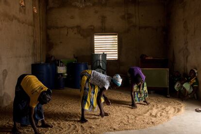 Las mujeres de Koudougou secan el arroz cocido con la técnica 'paiboiled', lo que permite mantener intactas las características nutricionales del cereal.