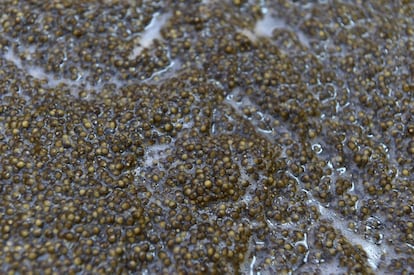 Close up of caviar at the sturgeon farm in Baygorria, 270km north of Montevideo, on August 31, 2016.
A Uruguayan firm, "Esturiones del Rio Negro", produces and exports since 2000 caviar under the brand "Black River Caviar", an atypical product from a country traditionally known as a beef exporter. / AFP PHOTO / MIGUEL ROJO