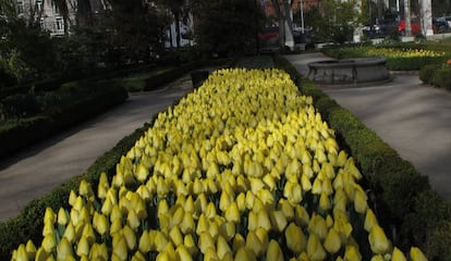 Tulipanes en el Real Jardín Botánico de Madrid.