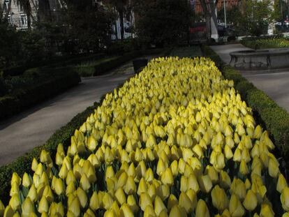 Tulipanes en el Real Jardín Botánico de Madrid. 