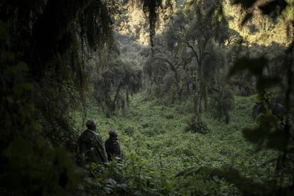 Un rastreador de gorilas, Emmanuel Bizagwira, a la izquierda, y Safari Gabriel buscan miembros del grupo Agasha en el Parque Nacional de los Volcanes (Ruanda).