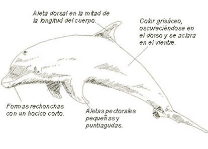 Nombre común: Delfín mular
Nombre científico: Tursiops truncatus (Montagu)
Orden: Cetáceos
Familia: Delphinidae
