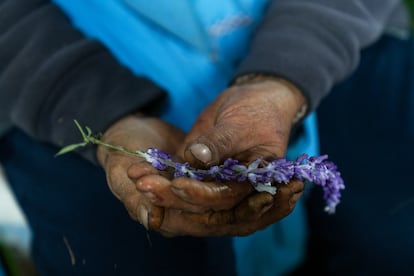 Norma Juiña con la flor de lavanda. Esta planta se usa en aromaterapia y para hacer repelentes.