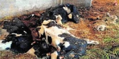 Cows left to starve at a farm in Chantada (Lugo province).