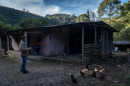 Un campesino del Estado de Guerrero, uno de los más pobres de México, alimenta a sus gallinas.