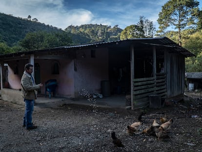 Un campesino del Estado de Guerrero, uno de los más pobres de México, alimenta a sus gallinas.