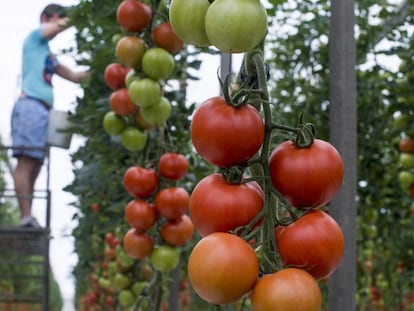 Un hombre trabaja en un invernadero de tomate en La Cañada, Almería. 