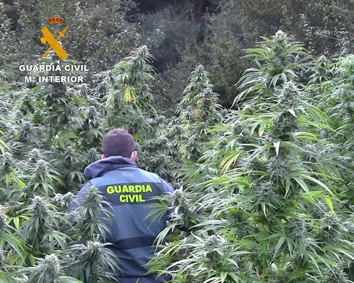 Interior gastará en cuatro años 900.000 euros en destruir macroplantaciones de marihuana 