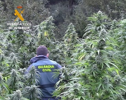 Plantación de marihuana descubierta, el pasado septiembre, en una zona boscosa cercana a los Montes de Oca, en la provincia de Burgos.