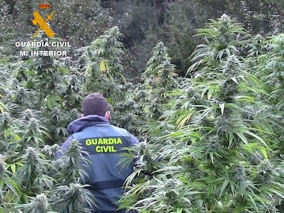 Plantación de marihuana descubierta, el pasado septiembre, en una zona boscosa cercana a los Montes de Oca, en la provincia de Burgos.