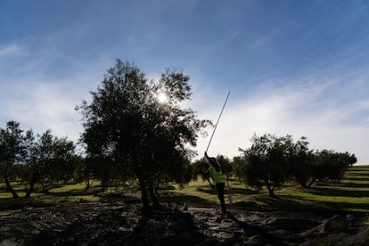 Agricultora en el vareo del olivar.