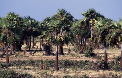 Plantación de mauritia flexuosa en Venezuela.