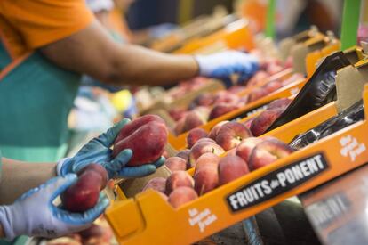 Central de producci&oacute;n de Fruits de Ponent en Alcarr&aacute;s, Lleida.