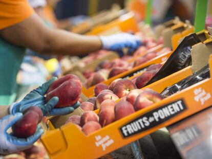 Central de producci&oacute;n de Fruits de Ponent en Alcarr&aacute;s, Lleida.