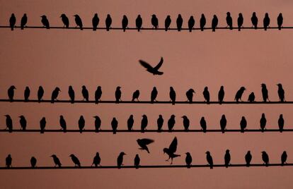 Un grupo de pájaros reposa sobre líneas eléctricas, en Kansas City (Estados Unidos).