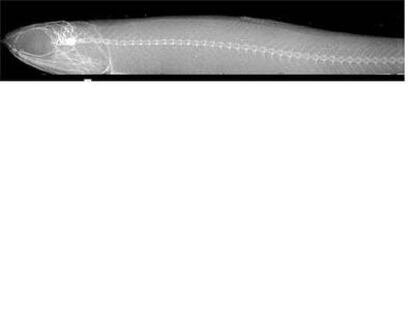 Radiografía de una anchoa con el nuevo sistema <i>fotográfico.</i>