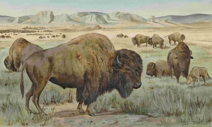 Acuarela de bisontes americanos dibujada por Cabrera sin salir de España