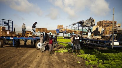 Un grupo de trabajadores mexicanos recoge lechugas en el valle de San Joaquín.