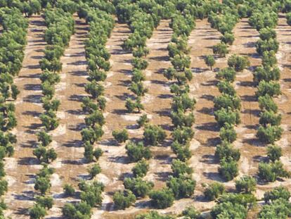 Un campo de olivos.