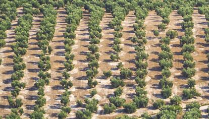 Un campo de olivos.