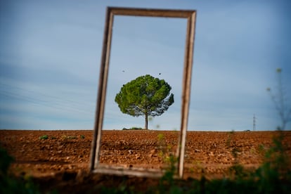 Bollullos de la Mitación (Sevilla). 1 de julio de 2024. El pino enmarcado. 