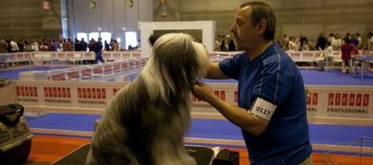 Un hombre peina a un perro en una edición de 100 x 100 Mascota.