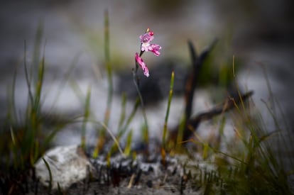 Una flor brota en una zona arrasada por las llamas en una zona del Parque Nacional de Montaña de la Mesa, Patrimonio de la Humanidad, en Ciudad del Cabo (Sudáfrica).