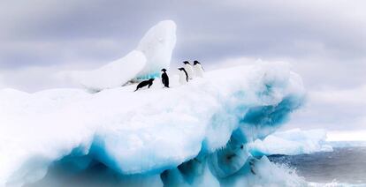 Pingüinos Adelia, en una imagen cedida por el Fondo Mundial para la Naturaleza (WWF).
