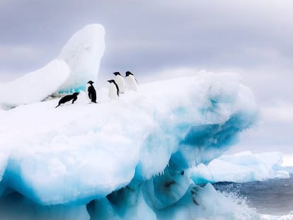 Ping&uuml;inos Adelia, en una imagen cedida por el Fondo Mundial para la Naturaleza (WWF).