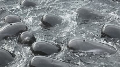 A handout photo made available by Western Australia's state Department of Biodiversity, Conservation and Attractions shows a pod of whales swimming off the West Australian coast before stranding themselves on a remote beach in Western Australia, Australia, 25 July 2023 (issued 26 July 2023).