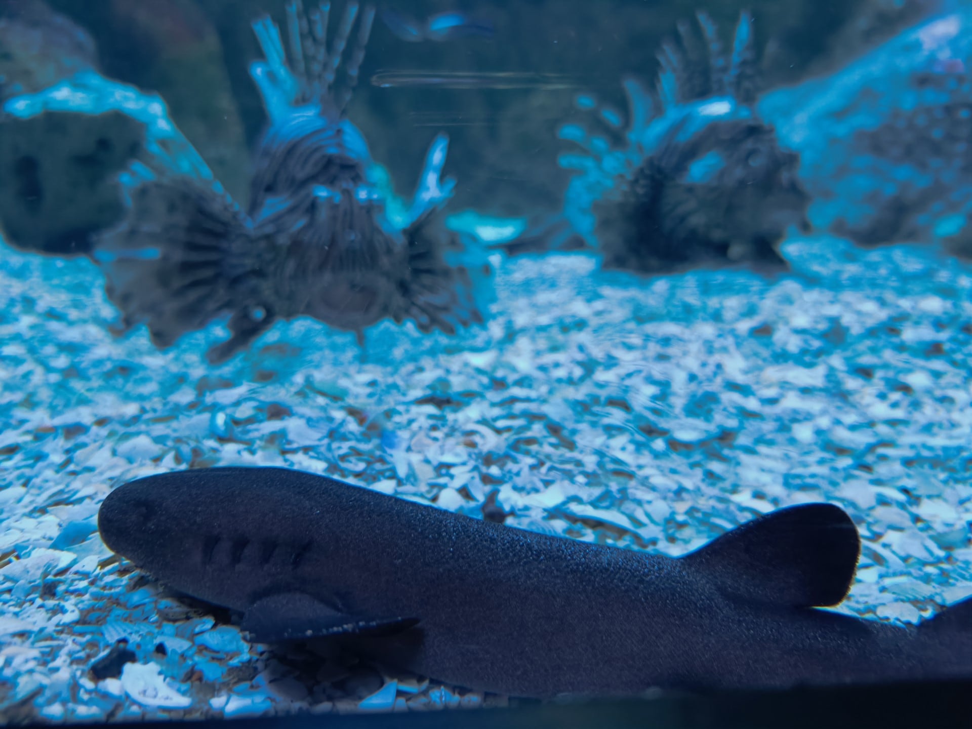 Juvenil de tiburón nodriza de cola corta en el Bioparc Acuario de Gijón.