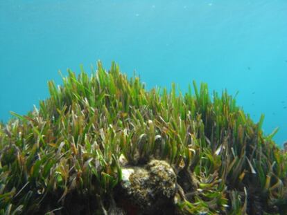 Las praderas de posidonia son filtros y sumideros eficaces de metales pesados.