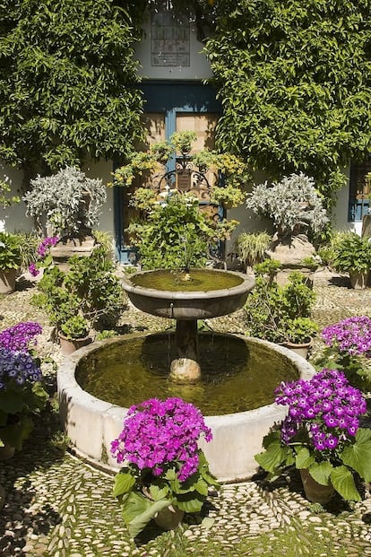 Cinerarias híbridas en plena flor en el Patio de las Rejas.